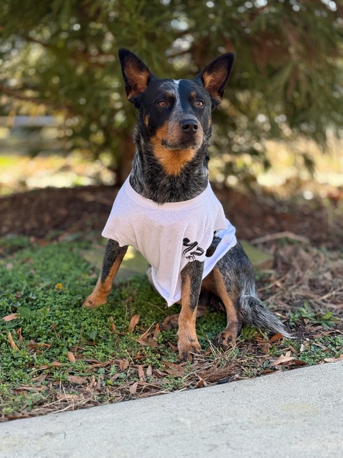 Barbell, the M22 Construction shop dog